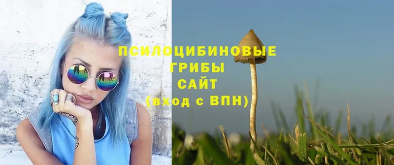 Псилоцибиновые грибы Psilocybe  Котельниково 